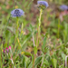 0216-grasland-kogelbloem