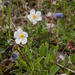 0217-grasland-Wit-zonneroosje-Helianthemum-apenninum-stony-pastur