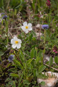 0217-grasland-Wit-zonneroosje-Helianthemum-apenninum-stony-pastur