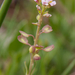 0218-grasland-plant-onbekend
