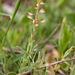 0219-grasland-plant-onbekend