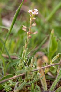 0219-grasland-plant-onbekend