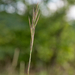 0220-grasland-Brachypodium-pinnatum-arid-pastures