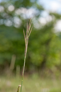 0220-grasland-Brachypodium-pinnatum-arid-pastures