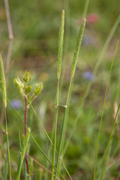 0221-grasland-Phleum-subulatum--arid-pastures-uncultivated-land