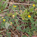 0222-grasland-Kleine-rupsklaver-Medicago-minima-arid-meadows