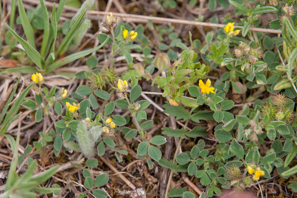 0222-grasland-Kleine-rupsklaver-Medicago-minima-arid-meadows