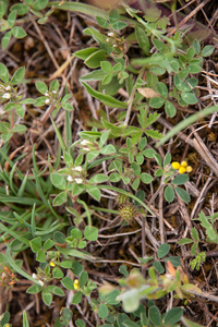 0223-Ruwe-klaver-Trifolium-scabrum-arid-meadows