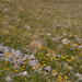 0010-kale-voorjaarszonnebloem