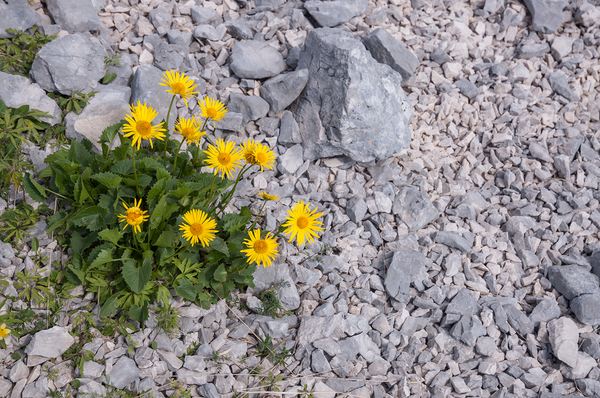0011-kale-voorjaarszonnebloem