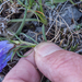 0012-Edraianthus-graminifolius-cliffs-stony-slopes