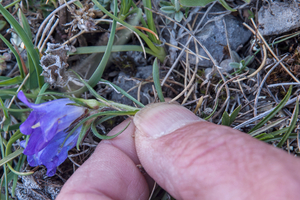 0012-Edraianthus-graminifolius-cliffs-stony-slopes