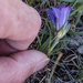 0013-Edraianthus-graminifolius-cliffs-stony-slopes