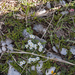 0015-Androsace-villosa-