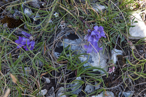 0017-Edraianthus-graminifolius-cliffs-stony-slopes