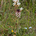 018-overzicht-veg-met-aangebrande-orchis-en-knolsteenbreek