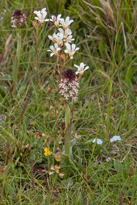 018-overzicht-veg-met-aangebrande-orchis-en-knolsteenbreek