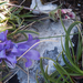 0019-Edraianthus-graminifolius-cliffs-stony-slopes