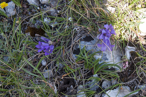 0020-Edraianthus-graminifolius-cliffs-stony-slopes