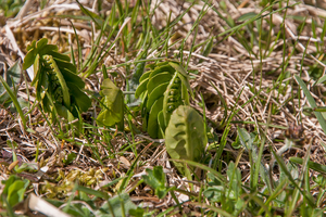 0034-Gelobde-maanvaren-Botrychium-lunaria-high-meadows