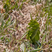0035-Gelobde-maanvaren-Botrychium-lunaria-high-meadows