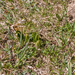 0036-Gelobde-maanvaren-Botrychium-lunaria-high-meadows