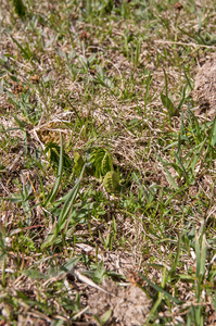 0036-Gelobde-maanvaren-Botrychium-lunaria-high-meadows