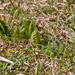 0037-Gelobde-maanvaren-Botrychium-lunaria-high-meadows