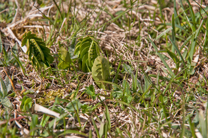 0037-Gelobde-maanvaren-Botrychium-lunaria-high-meadows