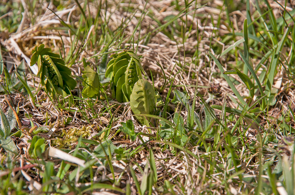0037-Gelobde-maanvaren-Botrychium-lunaria-high-meadows