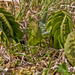 0038-Gelobde-maanvaren-Botrychium-lunaria-high-meadows
