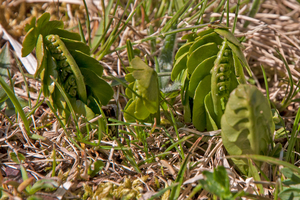 0038-Gelobde-maanvaren-Botrychium-lunaria-high-meadows