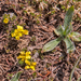 0039-Geel-hongerbloempje-Draba-aizoides-cliffs-stony-pastures