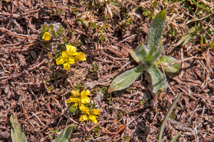 0039-Geel-hongerbloempje-Draba-aizoides-cliffs-stony-pastures