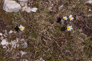 0045-Pulsatilla-alpina-stony-meadows-at-high-altitudes-and-cool-s