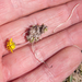 0046-Geel-hongerbloempje-Draba-aizoides-cliffs-stony-pastures