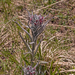 0048-Cynoglossum-magellense-stony-pastures