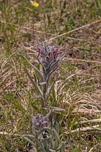 0048-Cynoglossum-magellense-stony-pastures