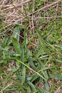 0057-Plantago-atrata-subsp.-fuscescens-meadows-at-high-altitude-s