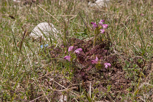 0061-Pedicularis-elegans-stony-grassy-slopes