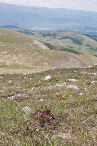 0062-Pedicularis-elegans-stony-grassy-slopes