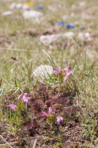 0064-Pedicularis-elegans-stony-grassy-slopes