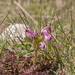 0065-Pedicularis-elegans-stony-grassy-slopes