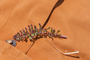 0066-Pedicularis-elegans-stony-grassy-slopes