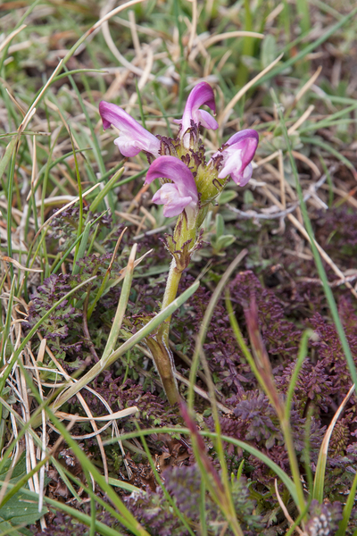 0069-Pedicularis-elegans-stony-grassy-slopes