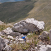 0070-Gentiana-dinarica-stony-slopes