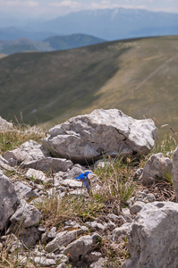 0070-Gentiana-dinarica-stony-slopes