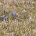 0071-Gentiana-dinarica-stony-slopes