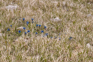 0071-Gentiana-dinarica-stony-slopes