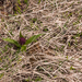 0074-vlierorchis